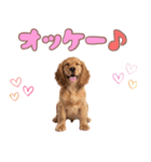 ふわふわアメコカ♡毎日スタンプ（個別スタンプ：19）