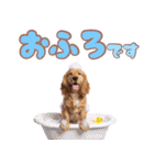 ふわふわアメコカ♡毎日スタンプ（個別スタンプ：20）