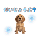 ふわふわアメコカ♡毎日スタンプ（個別スタンプ：21）