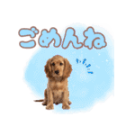 ふわふわアメコカ♡毎日スタンプ（個別スタンプ：22）