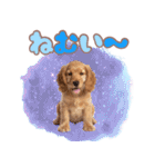 ふわふわアメコカ♡毎日スタンプ（個別スタンプ：23）