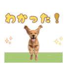 ふわふわアメコカ♡毎日スタンプ（個別スタンプ：24）