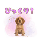 ふわふわアメコカ♡毎日スタンプ（個別スタンプ：25）