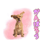 ふわふわアメコカ♡毎日スタンプ（個別スタンプ：27）