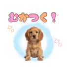 ふわふわアメコカ♡毎日スタンプ（個別スタンプ：28）