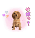 ふわふわアメコカ♡毎日スタンプ（個別スタンプ：29）