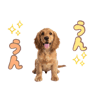 ふわふわアメコカ♡毎日スタンプ（個別スタンプ：30）