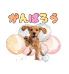 ふわふわアメコカ♡毎日スタンプ（個別スタンプ：31）