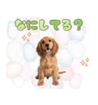 ふわふわアメコカ♡毎日スタンプ（個別スタンプ：33）