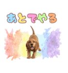 ふわふわアメコカ♡毎日スタンプ（個別スタンプ：34）