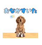 ふわふわアメコカ♡毎日スタンプ（個別スタンプ：35）