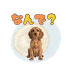 ふわふわアメコカ♡毎日スタンプ（個別スタンプ：36）