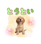 ふわふわアメコカ♡毎日スタンプ（個別スタンプ：37）