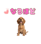 ふわふわアメコカ♡毎日スタンプ（個別スタンプ：38）