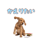 ふわふわアメコカ♡毎日スタンプ（個別スタンプ：39）