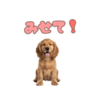 ふわふわアメコカ♡毎日スタンプ（個別スタンプ：40）