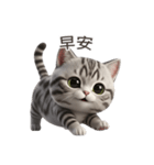 【繁體字】 アメリカンショートヘア 1（個別スタンプ：2）