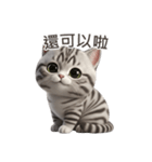 【繁體字】 アメリカンショートヘア 1（個別スタンプ：3）