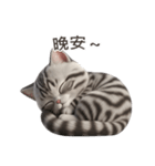 【繁體字】 アメリカンショートヘア 1（個別スタンプ：11）