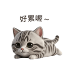 【繁體字】 アメリカンショートヘア 1（個別スタンプ：13）