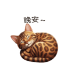 【繁體字】 ベンガル スタンプ 1（個別スタンプ：11）