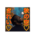 ※秋の季節に毎年使える❣️優しいスタンプ（個別スタンプ：40）