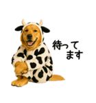 ゴールデンレトリバー牛着ぐるみ★即返信（個別スタンプ：4）