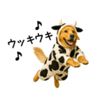 ゴールデンレトリバー牛着ぐるみ★即返信（個別スタンプ：8）