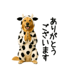ゴールデンレトリバー牛着ぐるみ★即返信（個別スタンプ：13）