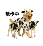 ゴールデンレトリバー牛着ぐるみ★即返信（個別スタンプ：17）