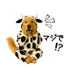 ゴールデンレトリバー牛着ぐるみ★即返信（個別スタンプ：20）