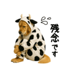 ゴールデンレトリバー牛着ぐるみ★即返信（個別スタンプ：22）