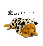 ゴールデンレトリバー牛着ぐるみ★即返信（個別スタンプ：23）