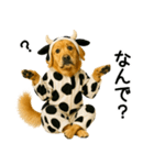 ゴールデンレトリバー牛着ぐるみ★即返信（個別スタンプ：27）