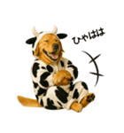 ゴールデンレトリバー牛着ぐるみ★即返信（個別スタンプ：28）