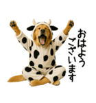 ゴールデンレトリバー牛着ぐるみ★即返信（個別スタンプ：31）