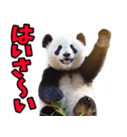 沖縄弁☆パンダ（個別スタンプ：1）