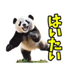 沖縄弁☆パンダ（個別スタンプ：2）