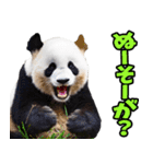 沖縄弁☆パンダ（個別スタンプ：4）
