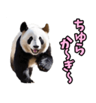 沖縄弁☆パンダ（個別スタンプ：5）