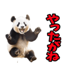 沖縄弁☆パンダ（個別スタンプ：6）