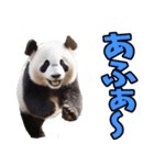 沖縄弁☆パンダ（個別スタンプ：7）