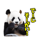 沖縄弁☆パンダ（個別スタンプ：8）