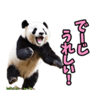 沖縄弁☆パンダ（個別スタンプ：10）
