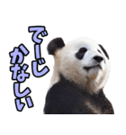 沖縄弁☆パンダ（個別スタンプ：11）