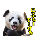 沖縄弁☆パンダ（個別スタンプ：13）