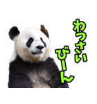 沖縄弁☆パンダ（個別スタンプ：15）