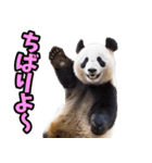 沖縄弁☆パンダ（個別スタンプ：16）