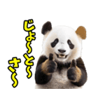 沖縄弁☆パンダ（個別スタンプ：22）