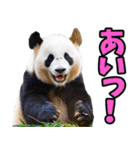 沖縄弁☆パンダ（個別スタンプ：24）